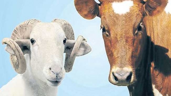 Kurban Bayramı Tatilinin Kaç Gün Olacağı Belli Oldu