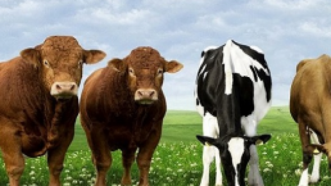 Hayvan Alımı İçin Devlet Destekli Kredi